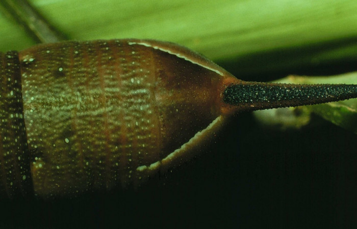 Fig. 14. Larva U estadío <i>Xylophanes godmani</i></i>, posición lateral. Area de Conservación Guanacaste, Sector Cacao, Sendero Derrumbe, elevación 1220 m.s.n.m.  (97-SRNP-523-DHJ40127.jpg).