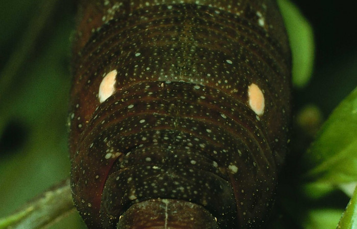 Fig. 15. Larva U estadío <i>Xylophanes godmani</i></i>, posición frontal. Area de Conservación Guanacaste, Sector Cacao, Sendero Derrumbe, elevación 1220 m.s.n.m.  (97-SRNP-523-DHJ40135.jpg).
