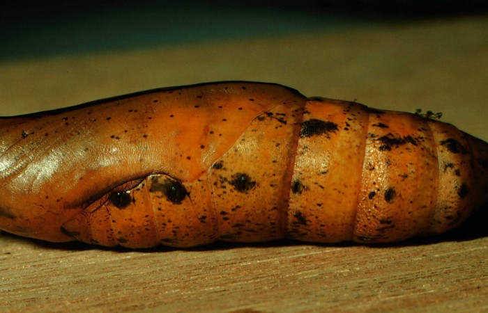 Fig. 16. Pupa <i>Xylophanes godmani</i></i>, posición lateral. Area de Conservación Guanacaste, Sector Cacao, Sendero Derrumbe, elevación 1220 m.s.n.m.  (97-SRNP-523-DHJ40144.jpg).