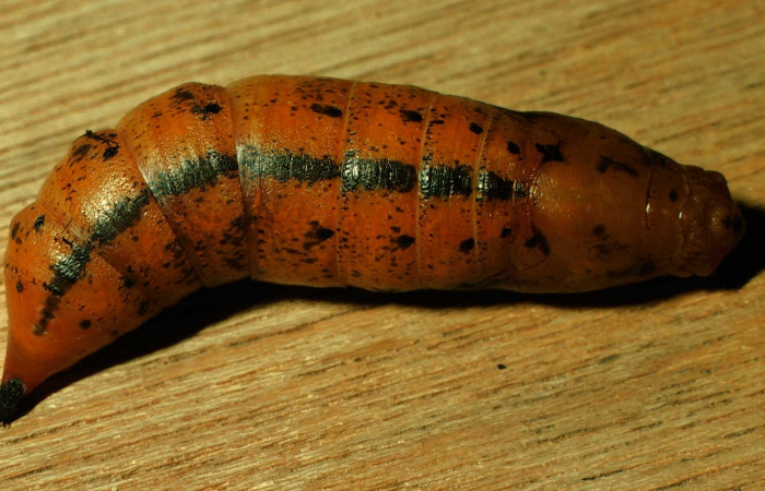 Fig. 17. Pupa <i>Xylophanes godmani</i></i>, posición dorsal. Area de Conservación Guanacaste, Sector Cacao, Sendero Derrumbe, elevación 1220 m.s.n.m.  (97-SRNP-523-DHJ40145.jpg).