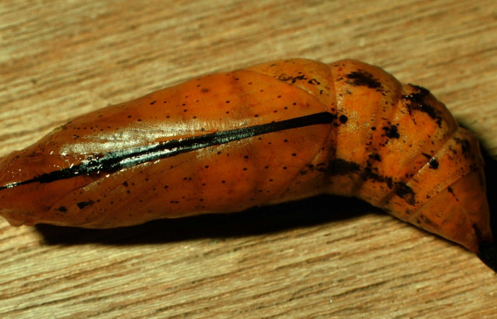 Fig. 18. Pupa <i>Xylophanes godmani</i></i>, posición ventral. Area de Conservación Guanacaste, Sector Cacao, Sendero Derrumbe, elevación 1220 m.s.n.m.  (97-SRNP-523-DHJ40150.jpg).