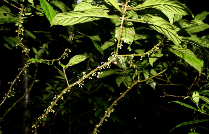 Fig. 25. Planta que come <i>Xylophanes godmani</i></i>, Familia,Rubiaceae, <i>Hoffmannia longipetiolata</i></i>, (Frutos). Area de Conservación Guanacaste, Sector Cacao, Sendero Derrumbe, elevación 1220 m.s.n.m. (Foto Harry.Ramirez Enero. 2020).
