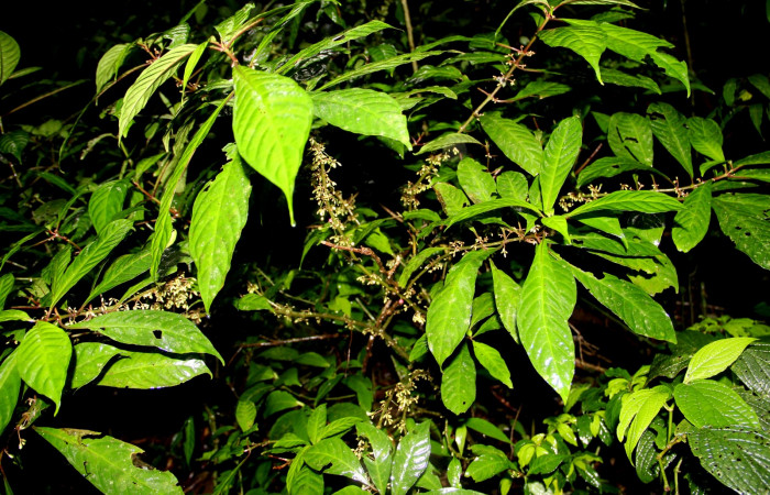Fig. 26. Planta que come <i>Xylophanes godmani</i></i>, Familia,Rubiaceae, <i>Hoffmannia longipetiolata</i></i>, posición haz. Area de Conservación Guanacaste, Sector Cacao, Sendero Derrumbe, elevación 1220 m.s.n.m. (Foto Harry.Ramirez Enero. 2020).