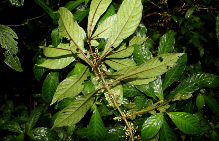Fig. 27. Planta que come <i>Xylophanes godmani</i></i>, Familia,Rubiaceae, <i>Hoffmannia longipetiolata</i></i>, posición envés. Area de Conservación Guanacaste, Sector Cacao, Sendero Derrumbe, elevación 1220 m.s.n.m. (Foto Harry.Ramirez Enero. 2020).