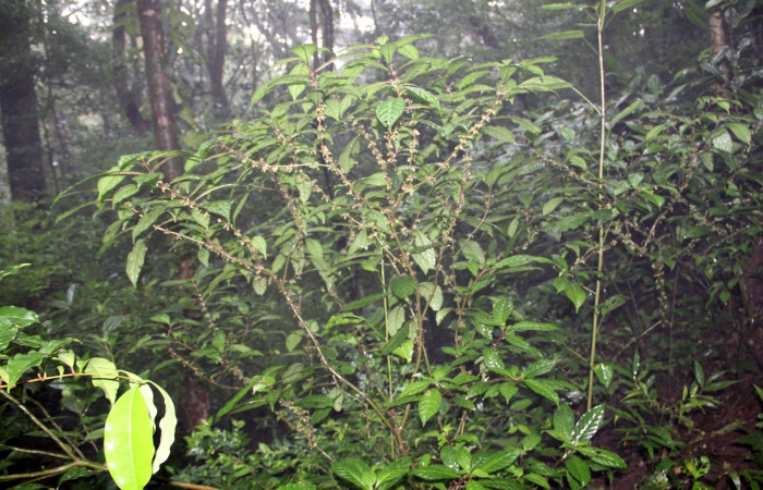 Fig. 28. Planta que come <i>Xylophanes godmani</i></i>, Familia,Rubiaceae, <i>Hoffmannia longipetiolata</i></i>. Area de Conservación Guanacaste, Sector Cacao, Sendero Derrumbe, elevación 1220 m.s.n.m. (Foto Harry.Ramirez Enero. 2020)