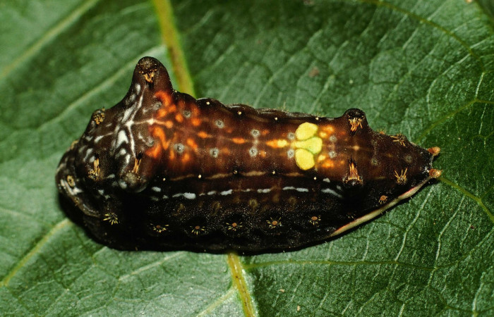 Fig. 9. Larva en último estadio de <i>Parasa viridogrisea</i></i>. Area de Conservación Guanacaste, Sector Cacao, Estacion Cacao elevación 1150mt. (02-SRNP-23382-DHJ70500.jpg).