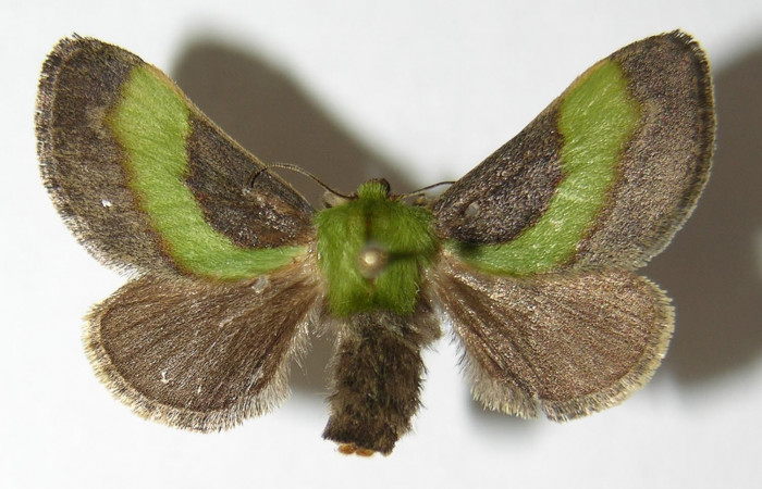 Fig. 1. Adulto de <i>Parasa viridogrisea</i></i>. Area de Conservación Guanacaste, Sector San Cristóbal, Puente Palma elevación 460mt. (06-SRNP-55-DHJ344438).