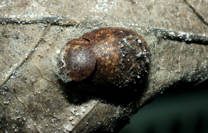 Fig. 11. Capullo ya eclosionado de <i>Parasa viridogrisea</i></i>. Area de Conservación Guanacaste, Sector San Cristóbal, Tajo Angeles elevación 540mt. (07-SRNP-2960-DHJ452704.jpg).