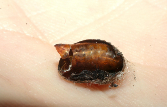 Fig. 12. Capullo de <i>Parasa viridogrisea</i></i> y puparia de la mosca ya eclosionado de donde salió <i>Austrophorocera</i></i> Wood03, familia Tachinidae . Area de Conservación Guanacaste, Sector San Cristóbal, Tajo Angeles elevación 540mt. (07-SRNP-2960-DHJ452705.jpg).