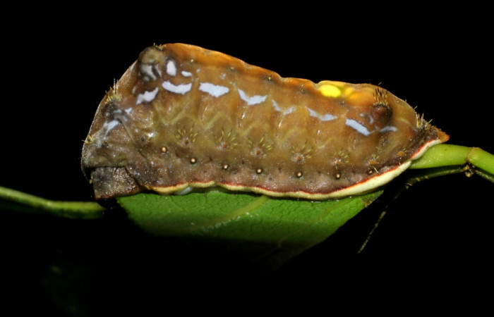 Fig. 8. Larva en último estadio de <i>Parasa viridogrisea</i></i>. Area de Conservación Guanacaste, Sector Mundo Nuevo, Vado Miramonte elevación 350mt. (07-SRNP-58382-DHJ428733.jpg).