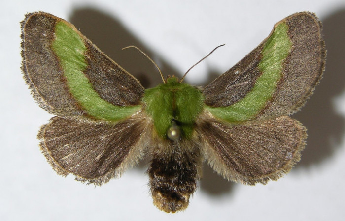 Fig. 2. Adulto hembra de <i>Parasa viridogrisea</i></i>. Area de Conservación Guanacaste, Sector Cacao, Sendero Ponderosa elevación 1060mt. (08-SRNP-36179-DHJ500752). Pocisión dorsal.