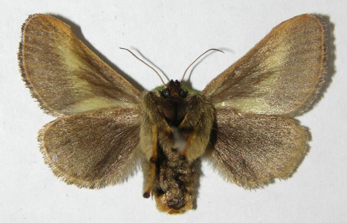 Fig. 3. Adulto hembra de <i>Parasa viridogrisea</i></i>. Area de Conservación Guanacaste, Sector Cacao, Sendero Ponderosa elevación 1060mt. (08-SRNP-36179-DHJ500753). Pocisión ventral.