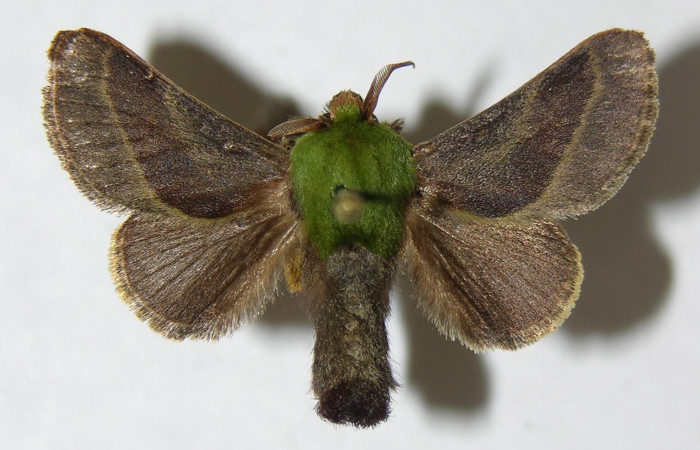 Fig. 4. Adulto macho de <i>Parasa viridogrisea</i></i>. Area de Conservación Guanacaste, Sector Cacao, Sendero Ponderosa elevación 1060mt. (08-SRNP-36181-DHJ500754). Posición dorsal.