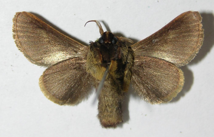 Fig. 5. Adulto macho de <i>Parasa viridogrisea</i></i>. Area de Conservación Guanacaste, Sector Cacao, Sendero Ponderosa elevación 1060mt. (08-SRNP-36181-DHJ500755). Posición ventral.