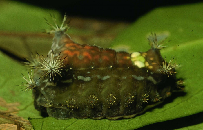 Fig.6. Larva en último estadio de <i>Parasa viridogrisea</i></i>. Area de Conservación Guanacaste, Sector Cacao, Estación Gongora elevación 570mt. (94-SRNP-9830-DHJ27100.jpg).