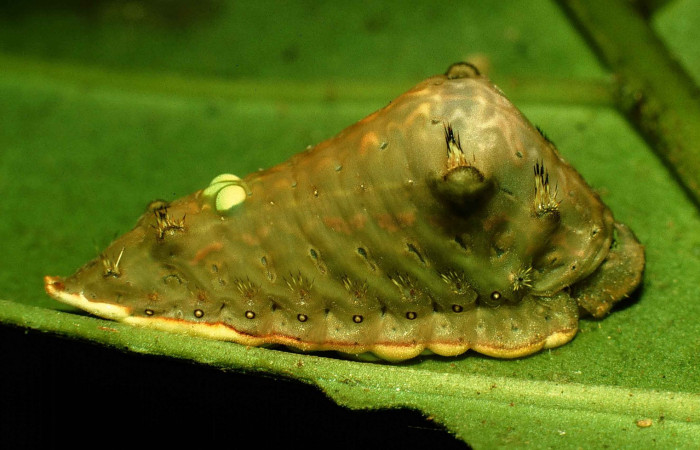 Fig.7. Larva en último estadio de <i>Parasa viridogrisea</i></i>. Area de Conservación Guanacaste, Sector San Cristóbal, Sendero Vivero elevación 730mt. (98-SRNP-6192-DHJ45766.jpg).