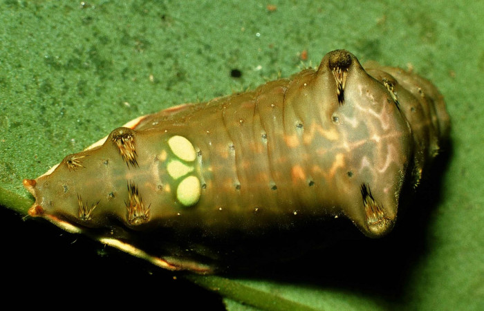 Fig. 10.  Larva en último estadio de <i>Parasa viridogrisea</i></i>. Area de Conservación Guanacaste, Sector San Cristóbal, Sendero Vivero elevación 730mt. (98-SRNP-6192-DHJ45768.jpg).