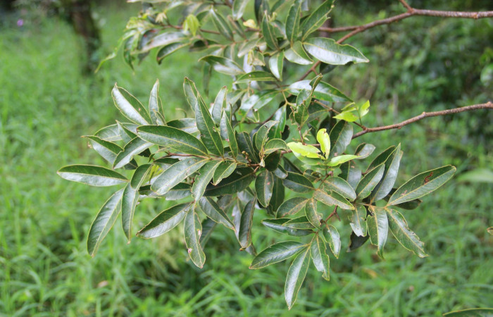 Fig. 13. Area de Conservación Guanacaste, Sector Cacao, Estación Gongora, elevación 570mt, planta hospedera de <i>Parasa viridogrisea</i></i>, <i>Inga punctata</i></i> de la familia Fabaceae.
 (foto 33.JMP 10/18/2019 .jpg).
