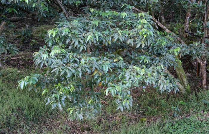 Fig. 14. Area de Conservación Guanacaste, Sector Cacao, Estación Gongora, elevación 570mt, planta hospedera de <i>Parasa viridogrisea</i></i>, <i>Inga punctata</i></i> de la familia Fabaceae. (foto 34.JMP 10/18/2019 .jpg).