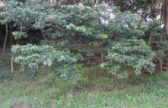 Fig. 15. Area de Conservación Guanacaste, Sector Cacao, Estación Gongora, elevación 570mt, planta hospedera de <i>Parasa viridogrisea</i></i>, <i>Inga punctata</i></i> de la familia Fabaceae. (foto 35.JMP 10/18/2019 .jpg).