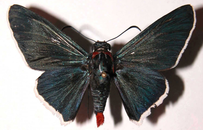 Figura 7. Adulto de <i>Microceris scylla</i></i> (Hesperiidae), hembra vista dorsal, localidad Vado Descanso Sector Santa Elena ACG (70m). Voucher: 03-SRNP-232-DHJ36584.jpg.