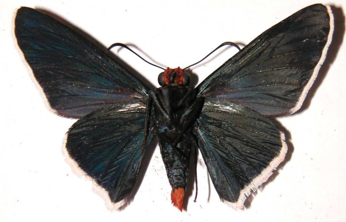 Figura 8. Adulto de <i>Microceris scylla</i></i> (Hesperiidae), hembra vista ventral, localidad Vado Descanso Sector Santa Elena ACG (70m). Voucher: 03-SRNP-232-DHJ36585.jpg.