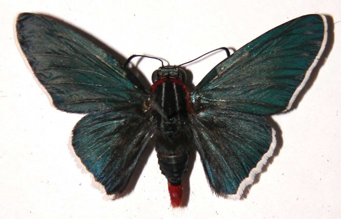Figura 9. Adulto de <i>Microceris scylla</i></i> (Hesperiidae), macho vista dorsal, localidad Vado Descanso Sector Santa Elena ACG (70m). Voucher: 03-SRNP-635-DHJ36586.jpg.