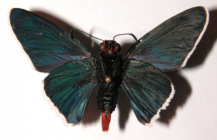 Figura 10. Adulto de <i>Microceris scylla</i></i> (Hesperiidae), macho vista ventral, localidad Vado Descanso Sector Santa Elena ACG (70m). Voucher: 03-SRNP-635-DHJ36587.jpg.