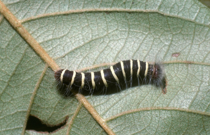 Figura 4. Larva <i>Microceris scylla</i></i> (Hesperiidae), penúltimo estadío (PU) vista dorsal, localidad Colocho Sector Pitilla ACG (375m). Voucher: 04-SRNP-33769-DHJ86598.jpg.