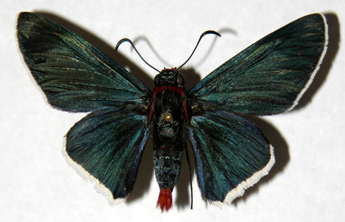 Figura 1. Adulto de <i>Microceris scylla</i></i> (Hesperiidae), vista dorsal, localidad Vado Chepon Sector Mundo Nuevo ACG (440m). Voucher: 05-SRNP-55736-DHJ323406.jpg.