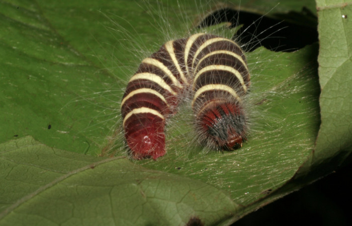 Figura 5. Larva <i>Microceris scylla</i></i> (Hesperiidae), último estadío (U) vista dorsal, localidad Vado Licania Sector Mundo Nuevo ACG (470m). Voucher: 05-SRNP-55985-DHJ408186.jpg.