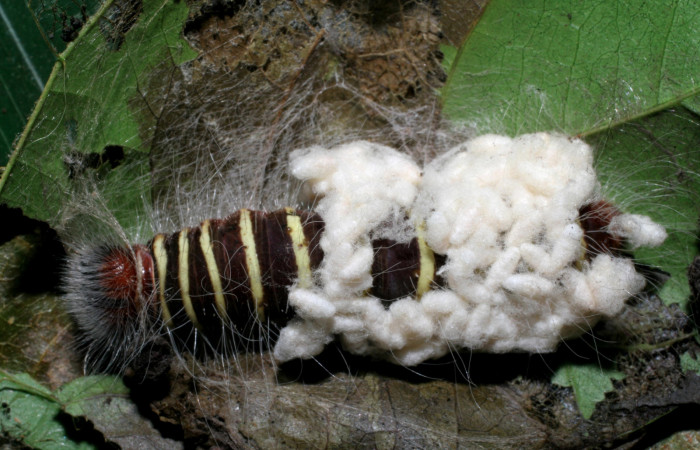 Figura 11. Larva <i>Microceris scylla</i></i> (Hesperiidae), vista capullos de parásitos Cotesia Whitfield08 (Braconidae), localidad Mamones Sector Mundo Nuevo ACG (365m). Voucher: 07-SRNP-60604-DHJ435078.jpg.