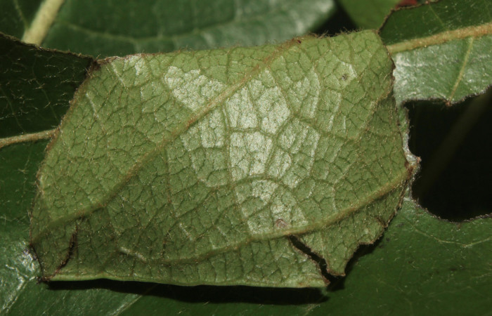 Figura 2. Casita de <i>Microceris scylla</i></i> (Hesperiidae), localidad Calma Estación Quica Sector Pitilla ACG (412m). Voucher: 14-SRNP-70930-DHJ722968.jpg.