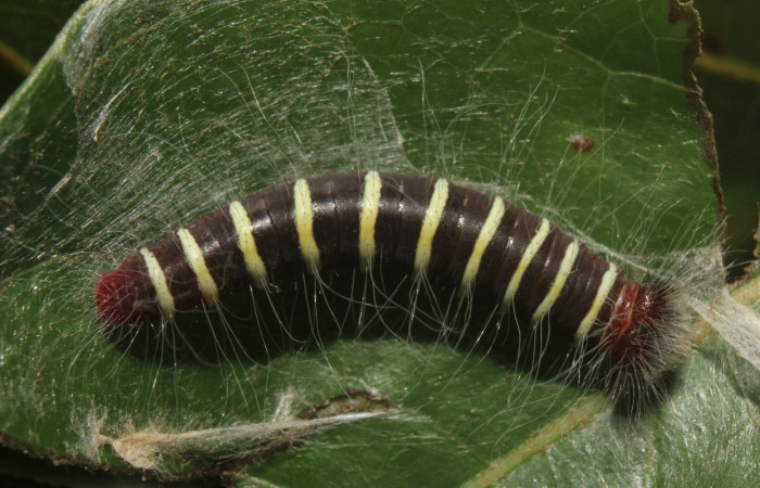 Figura 3. Larva <i>Microceris scylla</i></i> (Hesperiidae), tercer estadío (PPU) vista dorsal, localidad Calma Estación Quica Sector Pitilla ACG (412m). Voucher: 14-SRNP-70930-DHJ722971.jpg.