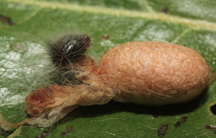 Figura 12. Capullo de parásito <i>Casinaria</i></i> legalisDHJ03 (Ichneumonidae) que ataca <i>Microceris scylla</i></i> (Hesperiidae), vista dorsal, localidad Calma Estación Quica Sector Pitilla ACG (412m). Voucher: 14-SRNP-70931-DHJ723092.jpg.