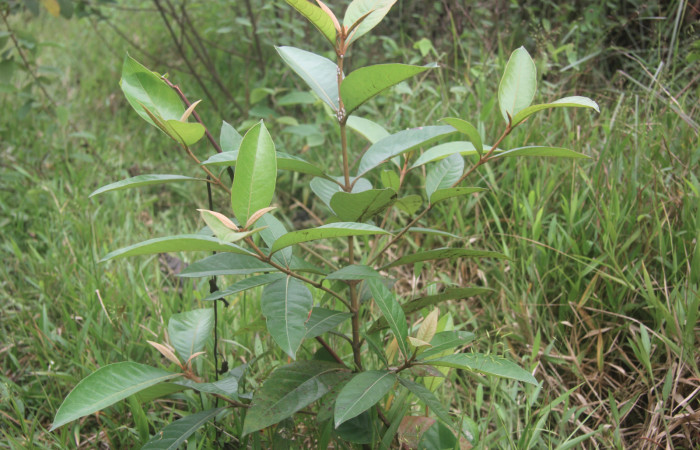 Figura 13. Planta hospedera de <i>Microceris scylla</i></i> (Hesperiidae), esta planta se llama <i>Byrsonima crassifolia</i></i> (Malpighiaceae), localidad Bullas Estación Quica Sector Pitilla ACG (440m).