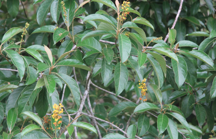 Figura 14. Planta hospedera de <i>Microceris scylla</i></i> (Hesperiidae), esta planta se llama <i>Byrsonima crassifolia</i></i> (Malpighiaceae), vista flores y frutos verdes, localidad Bullas Estación Quica Sector Pitilla ACG(440m).