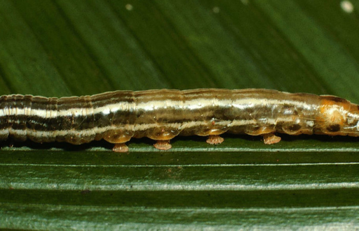 Figura 10. Larva <i>Tithraustes lambertae</i></i> (Notodontidae), vista parásitos dentro de cutícula <i>Cotesia</i></i> Whitfield86 (Braconidae), localidad Vado Río Francia, Sector Rincón Rain Forest ACG (400m). Voucher: 02-SRNP-6763-DHJ65982.jpg.