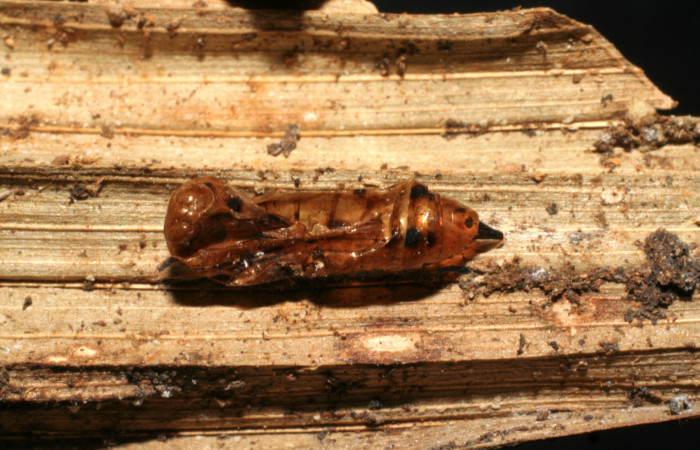 Figura 12. Restos de pupa donde salió pupario de parásito <i>Lespesia</i></i> Janzen22 (Tachinidae) que ataca <i>Tithraustes lambertae</i></i> (Notodontidae), localidad Sendero Rincón, Sector Rincón Rain Forest ACG (430m). Voucher: 04-SRNP-42769-DHJ423953.jpg.