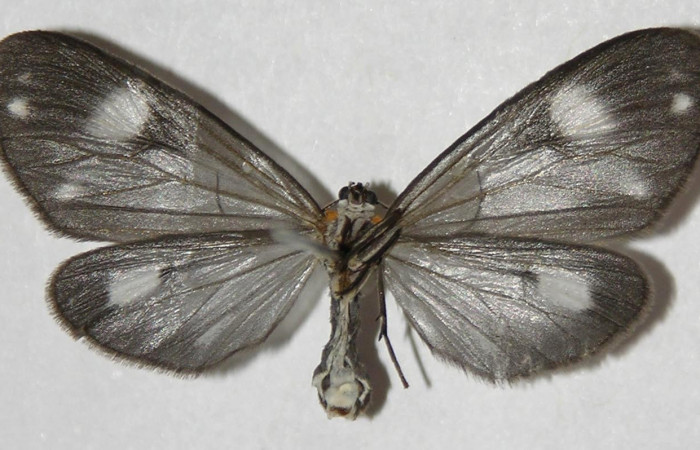 Figura 7. Adulto de <i>Tithraustes lambertae</i></i> (Notodontidae), hembra vista ventral, localidad Sendero Rincón, Sector Rincón Rain Forest ACG (430m). Voucher: 04-SRNP-43053-DHJ310621.jpg.