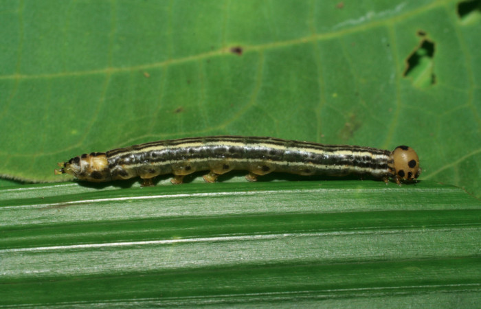 Figura 3. Larva <i>Tithraustes lambertae</i></i> (Notodontidae), último estadío (U) vista lateral, localidad Sendero Cuestona, Sector Pitilla ACG (640m). Voucher: 06-SRNP-32562-DHJ415792.jpg.