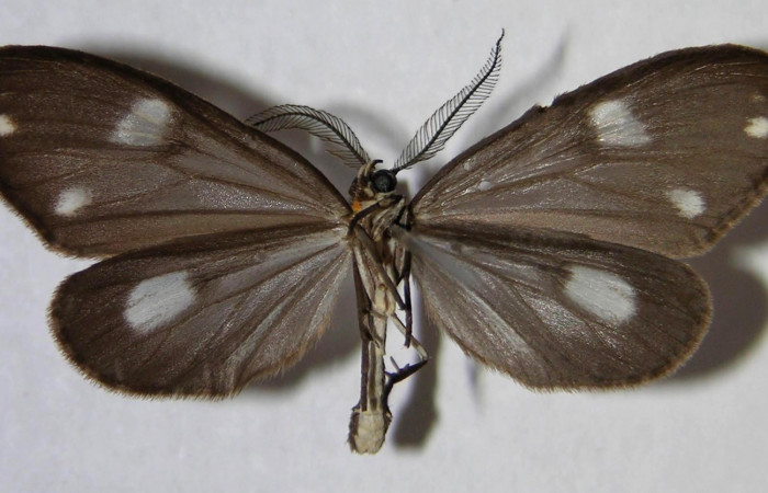 Figura 9. Adulto de <i>Tithraustes lambertae</i></i> (Notodontidae), macho vista ventral, localidad Sendero Mismo, Sector Pitilla ACG (680m). Voucher: 07-SRNP-30778-DHJ372329.jpg.