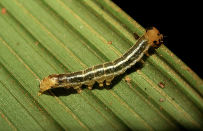 Figura 2. Larva <i>Tithraustes lambertae</i></i> (Notodontidae), penúltimo estadío (PU) vista lateral, localidad Sendero Memos, Sector Pitilla ACG (740m). Voucher: 07-SRNP-32254-DHJ421323.jpg.