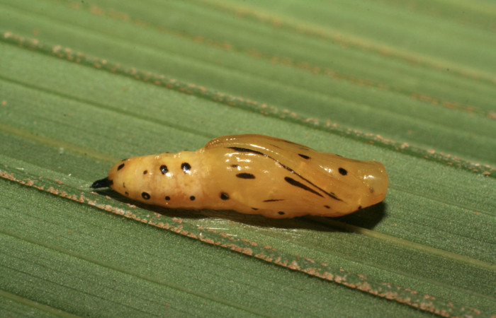 Figura 4. Pupa de <i>Tithraustes lambertae</i></i> (Notodontidae), vista lateral, localidad Sendero Mismo, Sector Pitilla ACG (680m). Voucher: 07-SRNP-32477-DHJ421564.jpg.