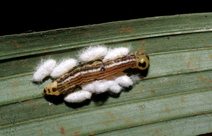 Figura 11. Capullos de <i>Parapanteles</i></i> paradoxusDHJ02 (Braconidae) que ataca <i>Tithraustes lambertae</i></i> (Notodontidae), localidad Quebrada Guarumo, Sector Rincón Rain Forest ACG (400m). Voucher: 07-SRNP-40273-DHJ420186.jpg.