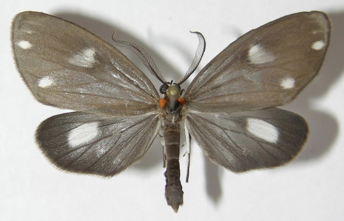 Figura 1. Adulto de <i>Tithraustes lambertae</i></i> (Notodontidae), vista dorsal, localidad Llano Conostegia, Sector Rincón Rain Forest ACG (430m). Voucher: 09-SRNP-42675-DHJ522704.jpg.