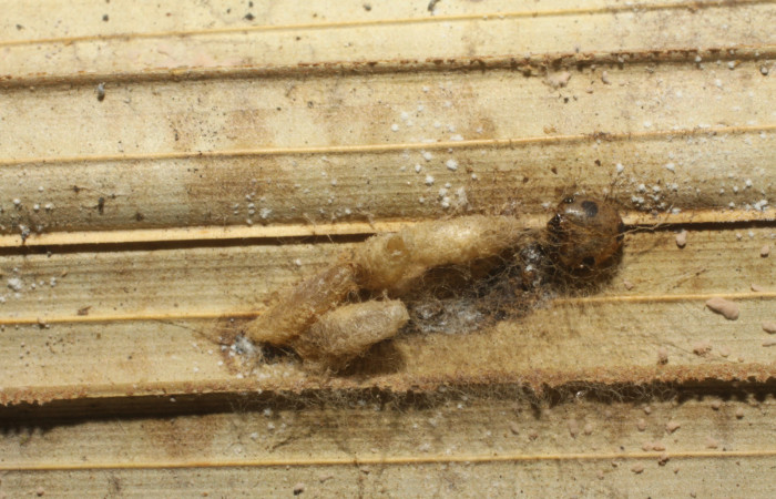 Figura 14. Capullos de parásito <i>Cotesia</i></i> Whitfield86 (Braconidae) que ataca <i>Tithraustes lambertae</i></i> (Notodontidae), localidad Quebrada Escondida, Sector Rincón Rain Forest ACG (420m). Voucher: 10-SRNP-40392-DHJ480544.jpg.