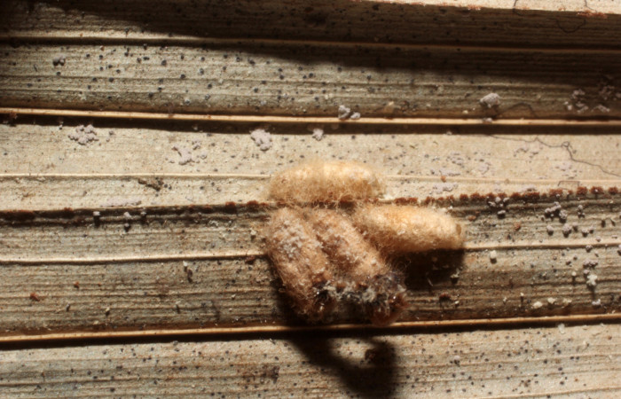 Figura 13. Capullos de parásitos <i>Cotesia</i></i> Whitfield265 (Braconidae) que ataca <i>Tithraustes lambertae</i></i> (Notodontidae), localidad Quebrada Escondida, Sector Rincón Rain Forest ACG (420m). Voucher: 14-SRNP-67106-DHJ804915.jpg.