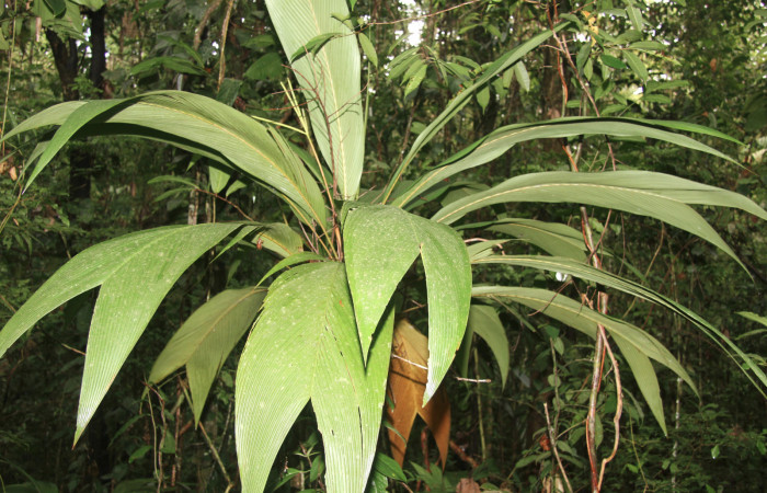 Figura 15. Planta hospedera de <i>Tithraustes lambertae</i></i> (Notodontidae), planta llamada <i>Geonoma congesta</i></i> (Arecaceae), localidad Sendero Manguera, Estación Biológica Quica Sector Pitilla ACG (470m). Foto: Ricardo Calero 07 Setiembre 2016.