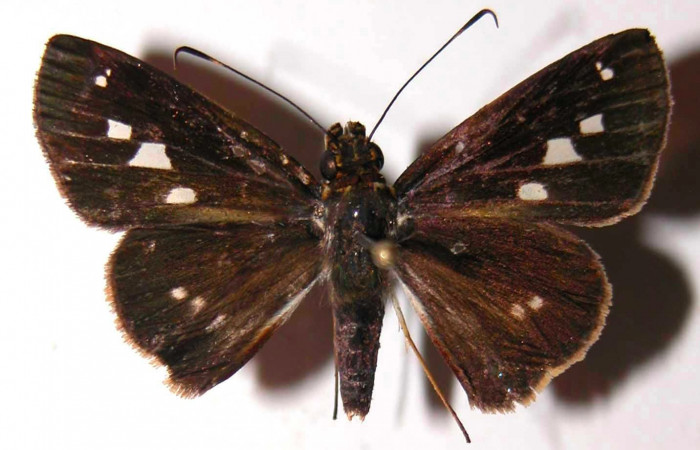 Fig.1. Adulto de <i>Justinia norda</i></i>. Vista dorsal. Voucher :03-SRNP-5581-DHJ36708.jpg.